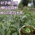 豆腐树苗豆腐柴树苗臭黄荆