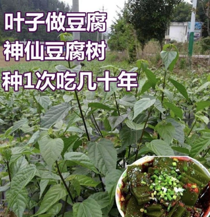 豆腐树苗豆腐柴树苗臭黄荆