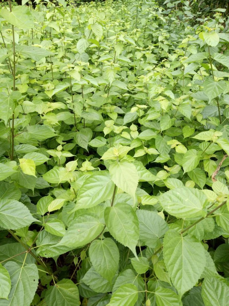 豆腐树苗豆腐柴树苗臭黄荆