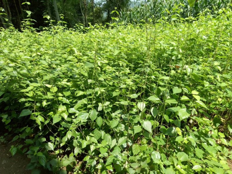 豆腐树苗豆腐柴树苗臭黄荆
