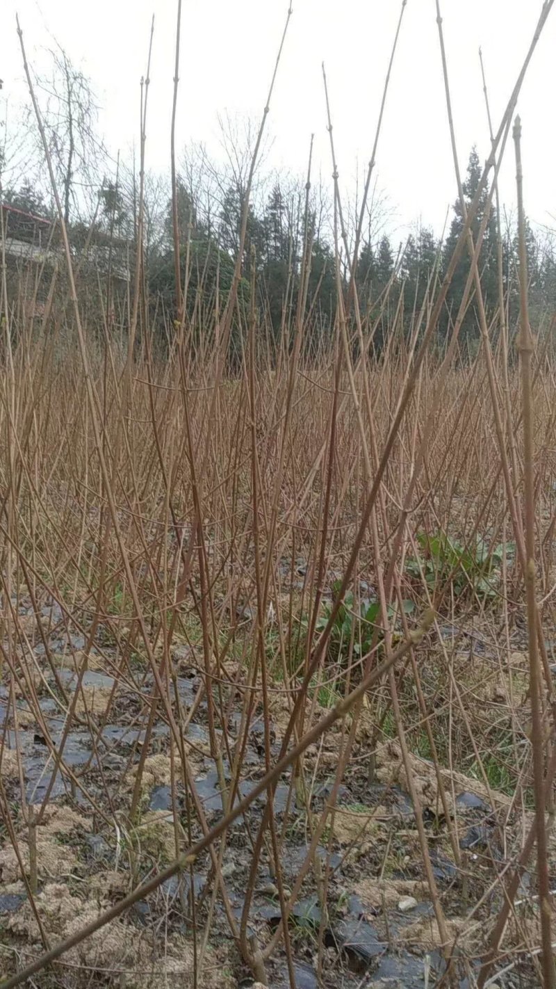 豆腐树苗豆腐柴树苗臭黄荆