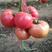 粉特2号番茄种子耐低温抗病毒产量高