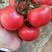 粉特2号番茄种子耐低温抗病毒产量高