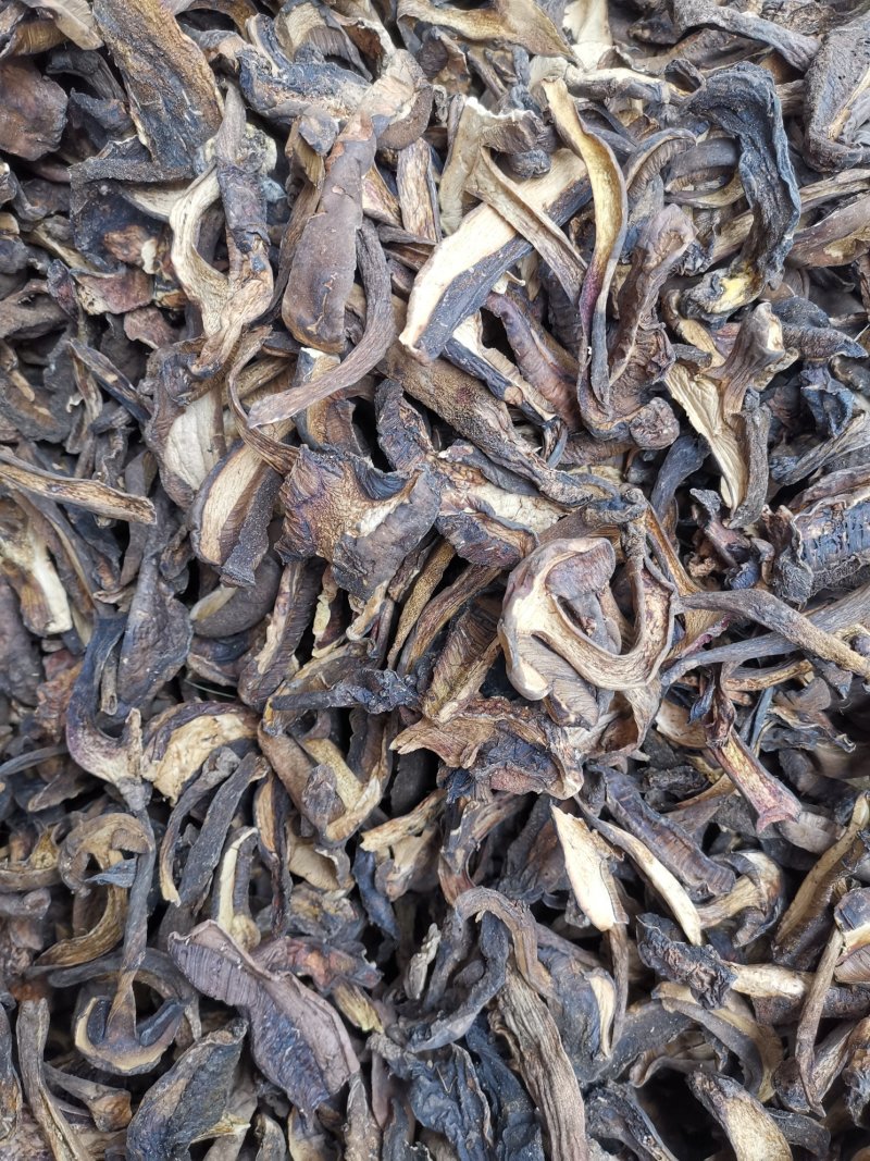 云南特产黑牛肝菌老家产地货源大量现货批发