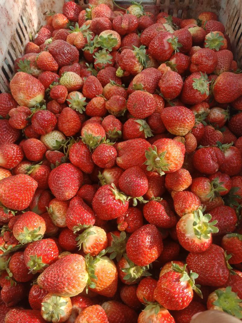 美十三草莓大量上市