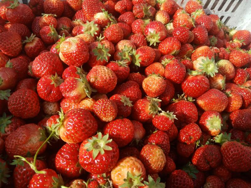 美十三草莓大量上市