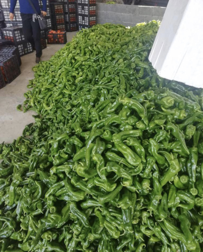 牛角椒苗，菜椒苗，品种齐全产量高，果实大