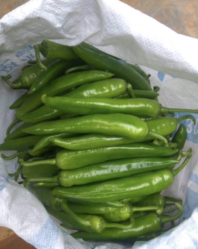 牛角椒苗，菜椒苗，品种齐全产量高，果实大