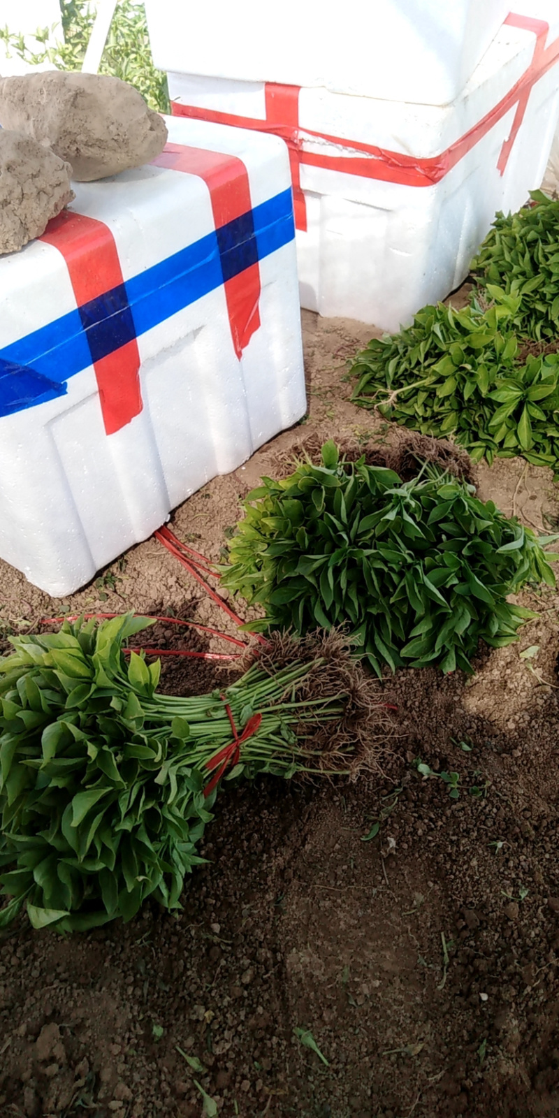 牛角椒苗，菜椒苗，品种齐全产量高，果实大