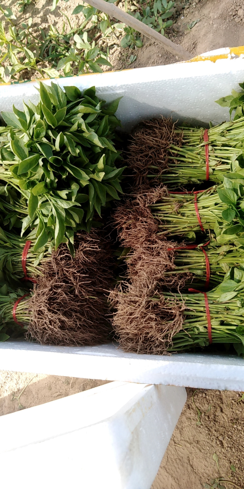 牛角椒苗，菜椒苗，品种齐全产量高，果实大