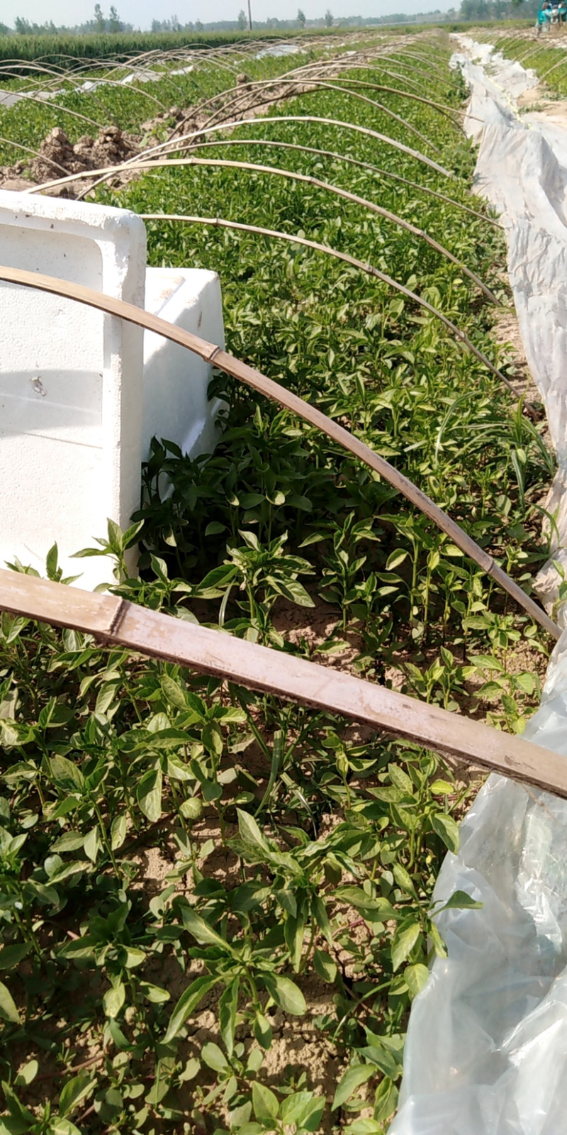 牛角椒苗，菜椒苗，品种齐全产量高，果实大