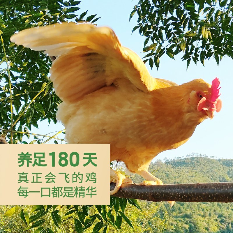 达济生态鸡