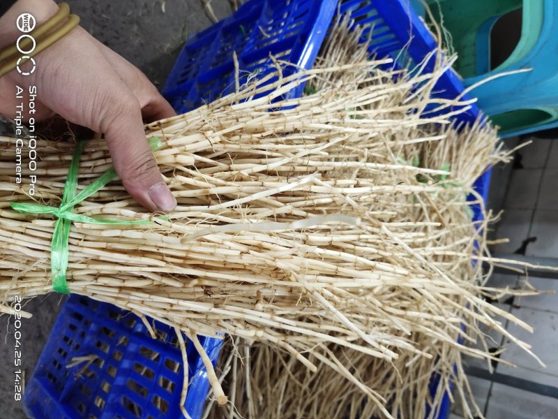 认准厂家广西产地四川产地鲜货白茅根长期供应