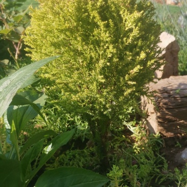 日本香松，棒棒糖造型，塔状造型