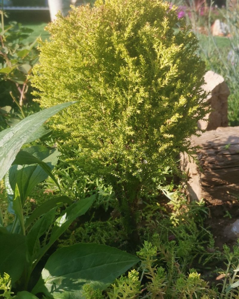 日本香松，棒棒糖造型，塔状造型