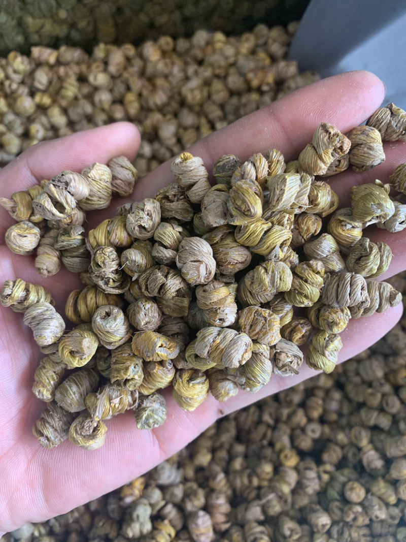 石斛霍山铁皮石斛胶多500克起批