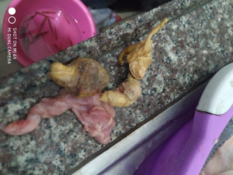 有没有人手鸡宝