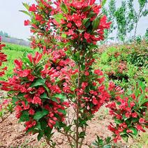 红王子锦带，基地直销，锦带，常年销售各种绿化苗木。