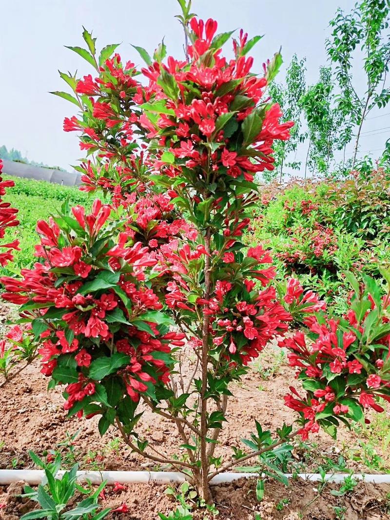 红王子锦带，基地直销，锦带，常年销售各种绿化苗木。