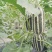 【博洋9号甜瓜】大量上市口感脆甜大荔县发货欢迎下单