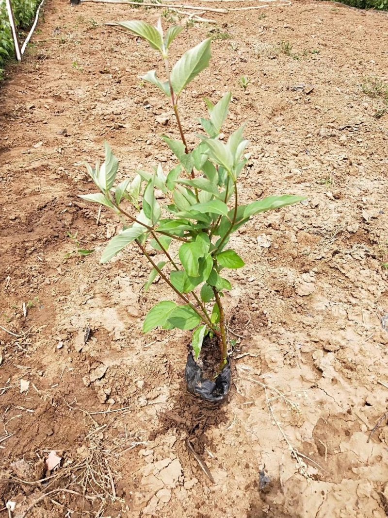 红瑞木，基地直销，红润木，常年销售各种绿化苗木。