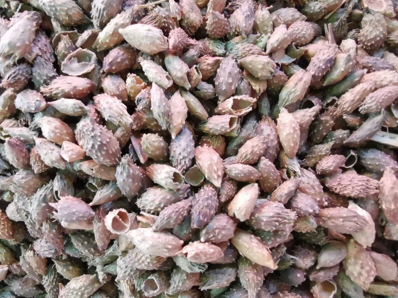 苍耳子药用优质净货苍耳子产地直销品质保证