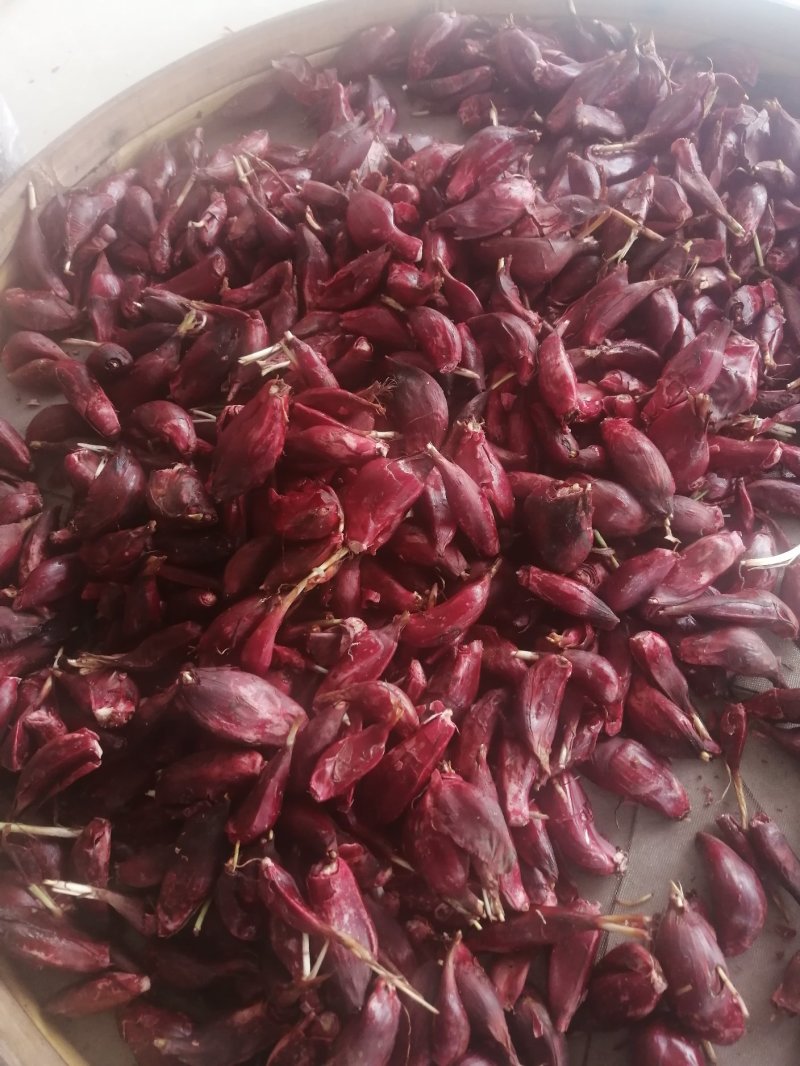 中药材（红葱头）小名红葱，一手货源，欢迎来到实地考察