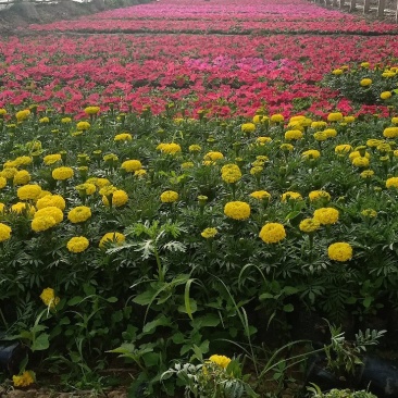 大量出售草花