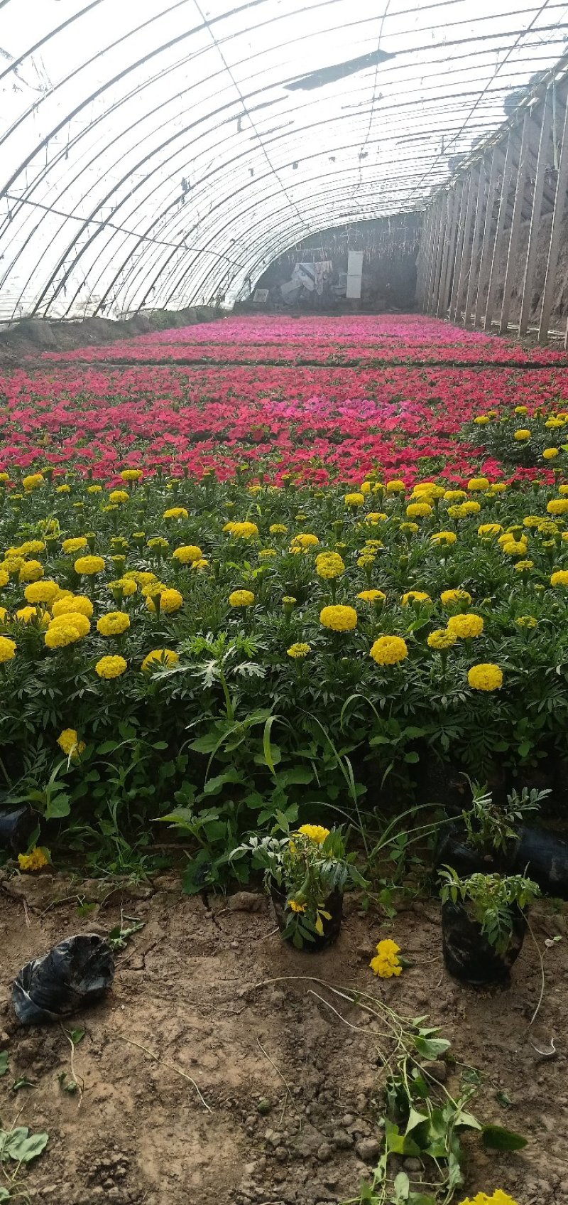大量出售草花