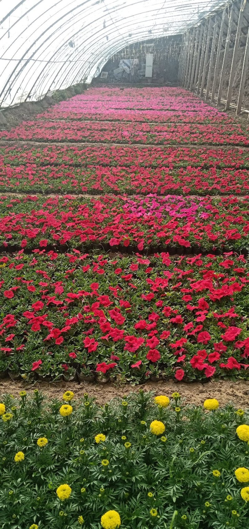 大量出售草花