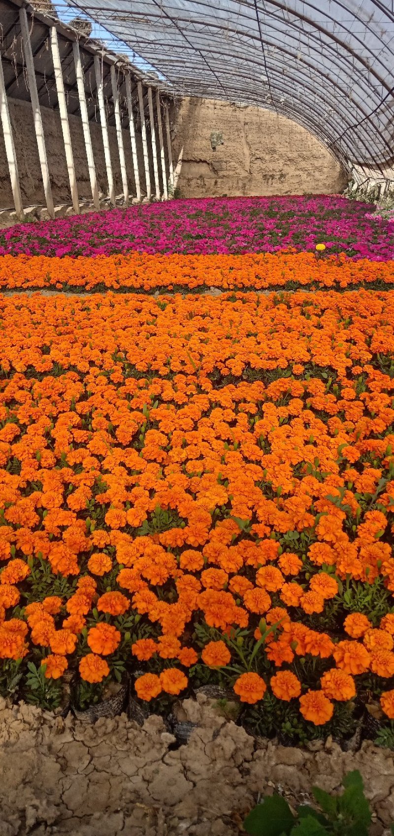 大量出售草花