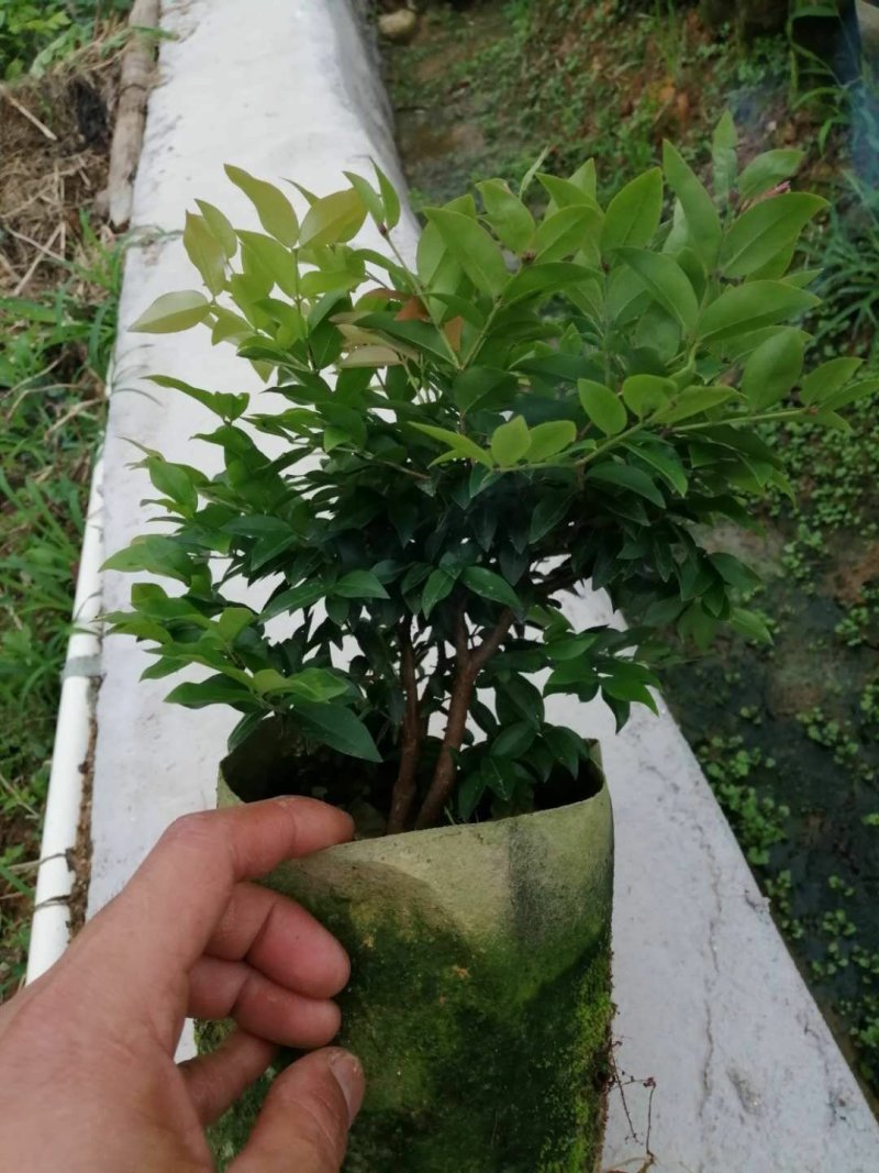 四季早生嘉宝果苗，阳台廷院可种植！价值非常高的一种果树