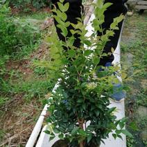四季早生嘉宝果苗，阳台廷院可种植！价值非常高的一种果树