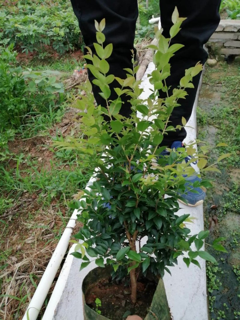 四季早生嘉宝果苗，阳台廷院可种植！价值非常高的一种果树