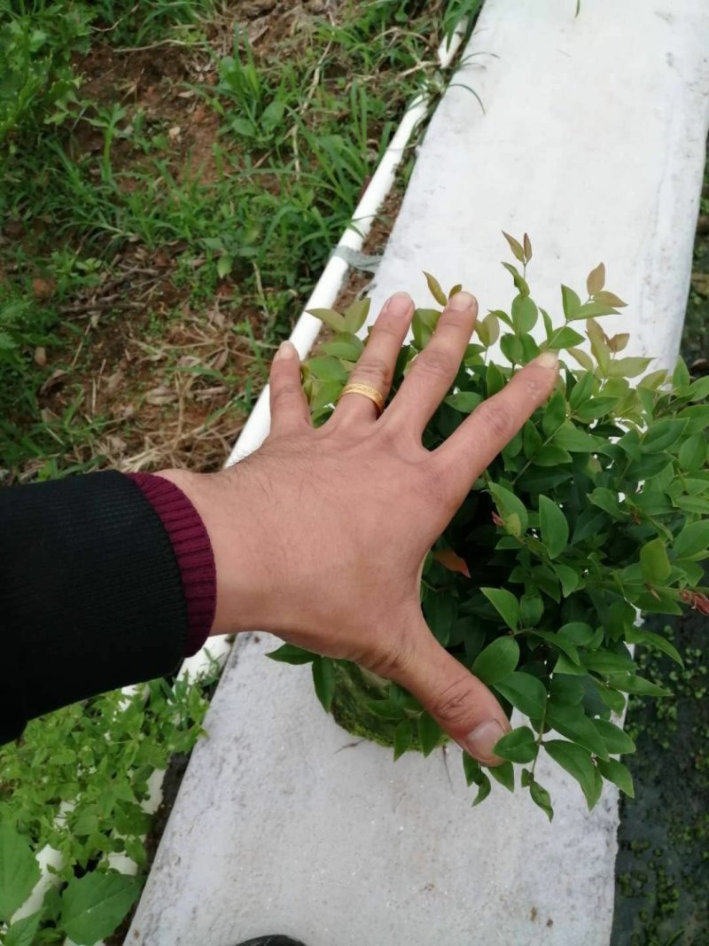 四季早生嘉宝果苗，阳台廷院可种植！价值非常高的一种果树
