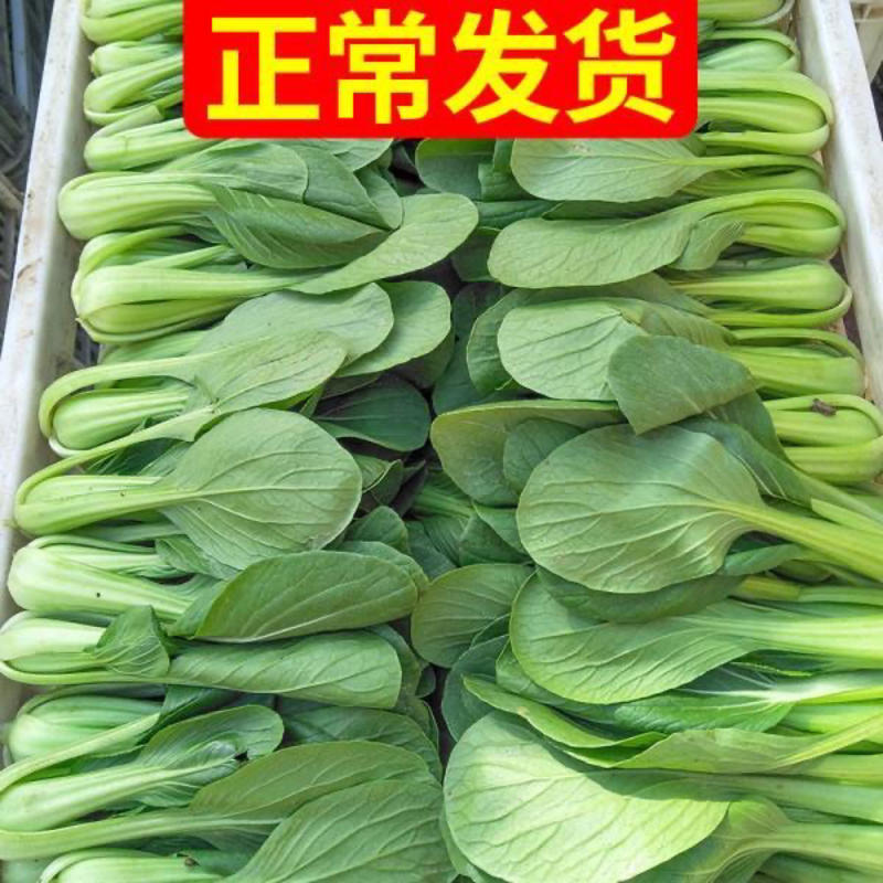 【牛商推荐】油菜上海青，小青菜，小白菜，生菜，芹菜等