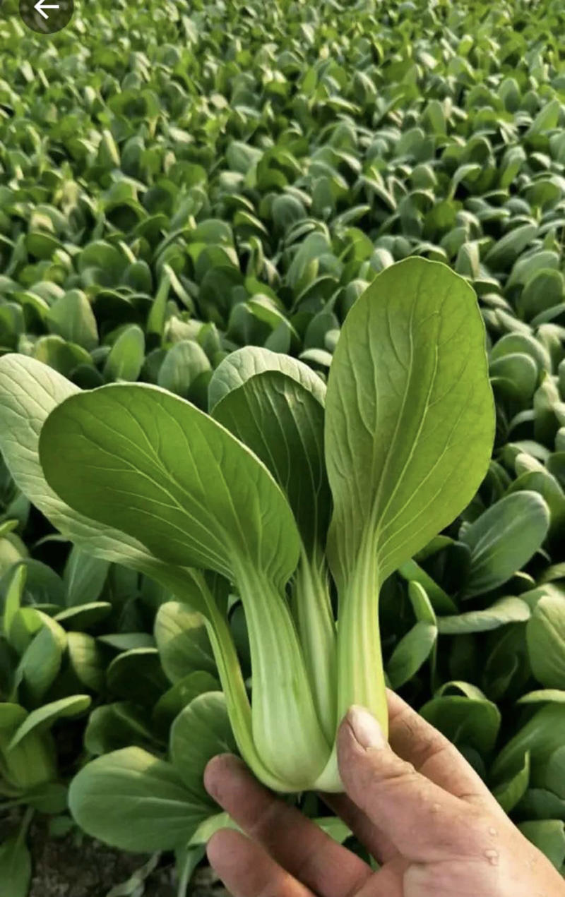 【牛商推荐】油菜上海青，小青菜，小白菜，生菜，芹菜等