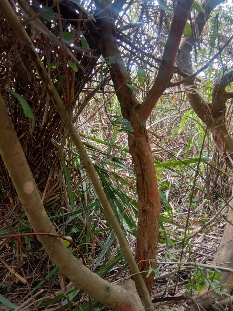 桃金娘+++++++++