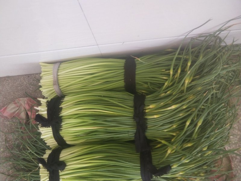 蒜薹