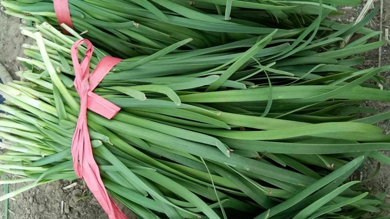 二刀陆地韭菜上市