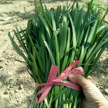 二刀陆地韭菜上市