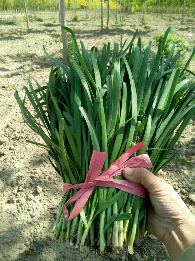 二刀陆地韭菜上市