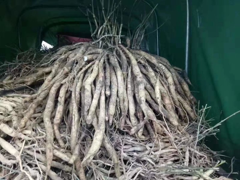 广西红花百部苗，白花百部苗，种子苗，5个薯起，货源充足