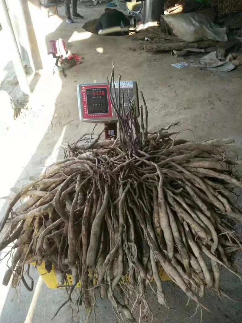 广西红花百部苗，白花百部苗，种子苗，5个薯起，货源充足