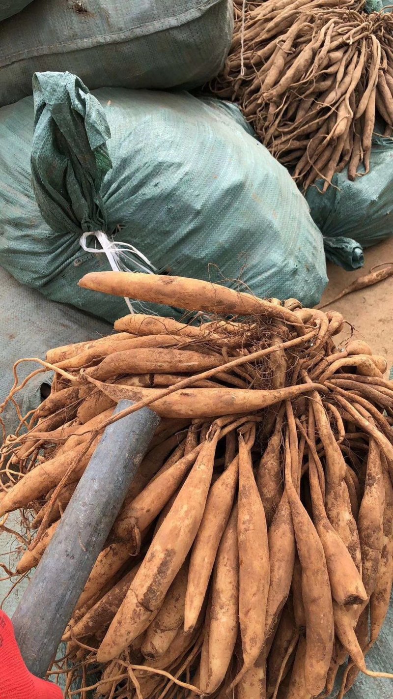 广西红花百部苗，白花百部苗，种子苗，5个薯起，货源充足