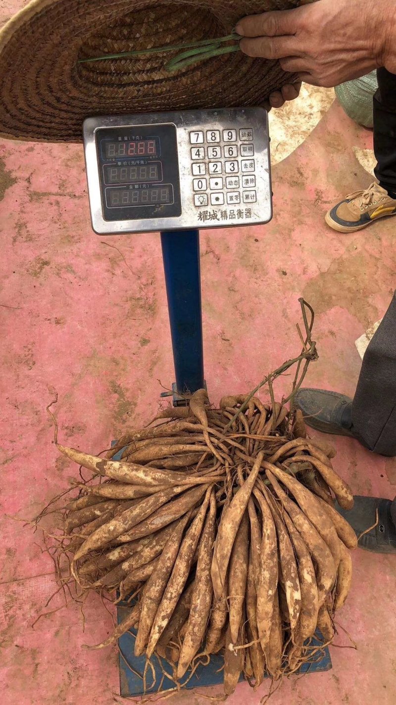 广西红花百部苗，白花百部苗，种子苗，5个薯起，货源充足