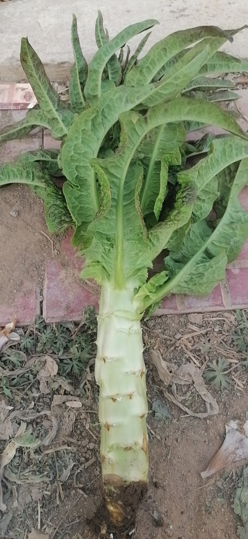莴笋上市质量好，量大上市