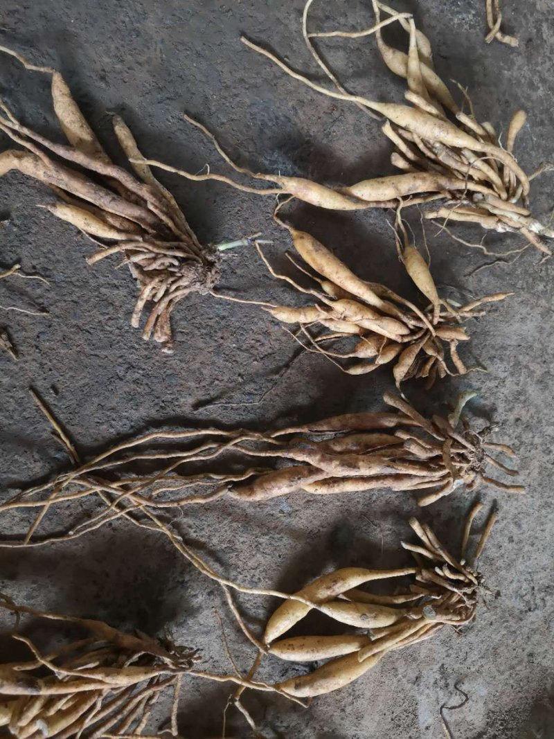 广西红花对叶百部分株苗，生长快，成活好，分株苗