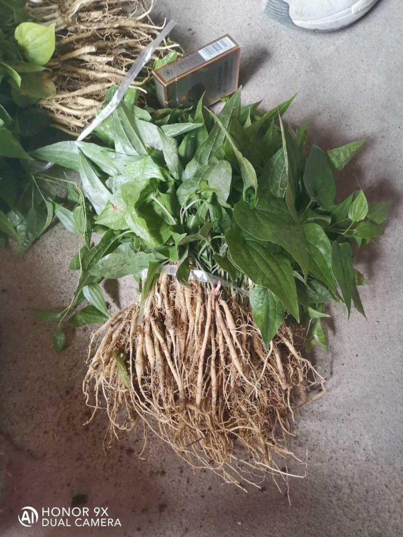 广西红花对叶百部分株苗，生长快，成活好，分株苗