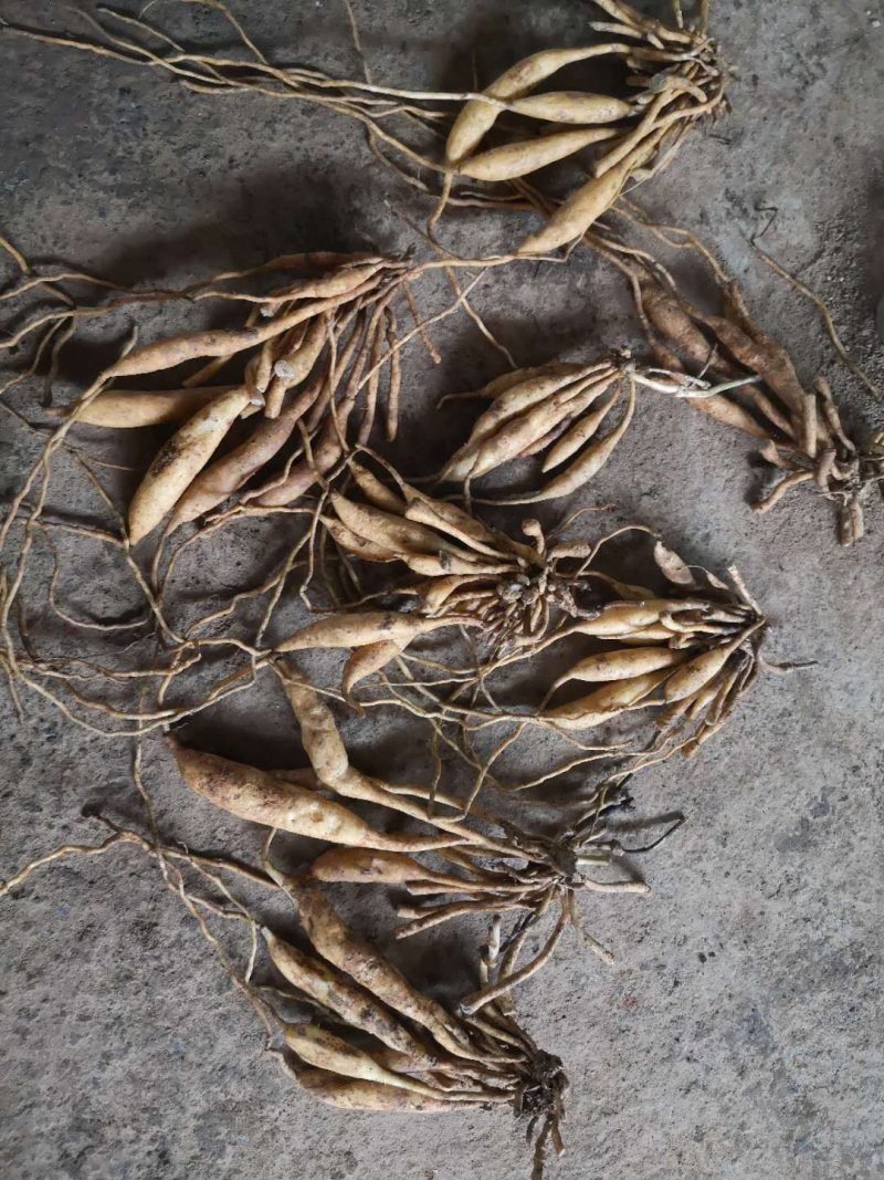 广西红花对叶百部分株苗，生长快，成活好，分株苗
